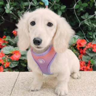 Buy Registered English Cream Dachshund in Georgia