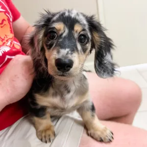 Find Long Haired Dachshund Puppies in Georgia