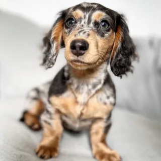 Long Haired Dachshund for Sale Near Me in Georgia