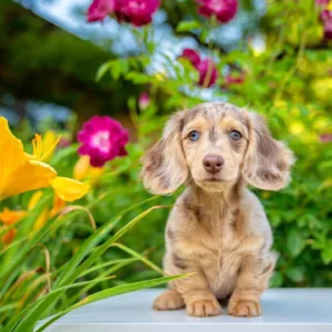 Affordable Long-Haired Dachshunds in Georgia