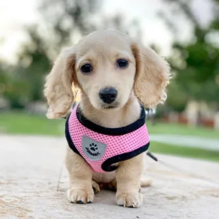 Buy Miniature Dachshund Puppies in Georgia