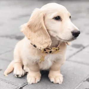 English Cream Dachshunds for Sale in Georgia