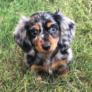 Dapple Dachshund Puppies for Sale in Georgia Near Me