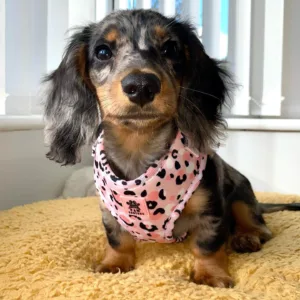 Dapple Dachshund for Sale Near Me in Georgia