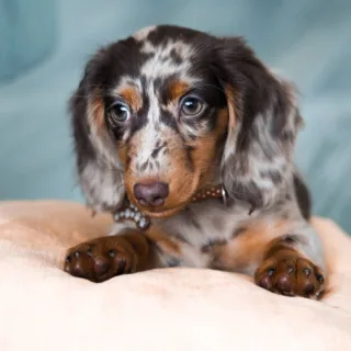 Local Dapple Dachshund Breeders Georgia