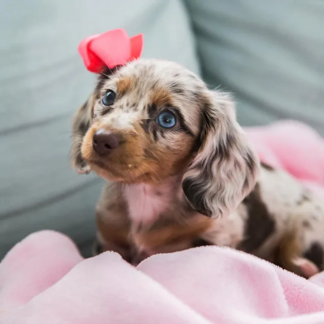 long haired dapple dachshund