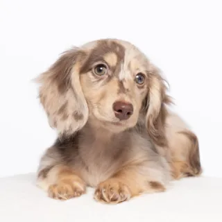 Dapple Dachshunds for Sale in Georgia