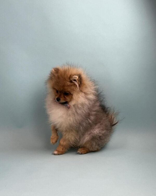 cheap pomeranian puppies for sale