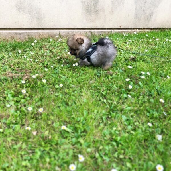 small pomeranian puppies for sale