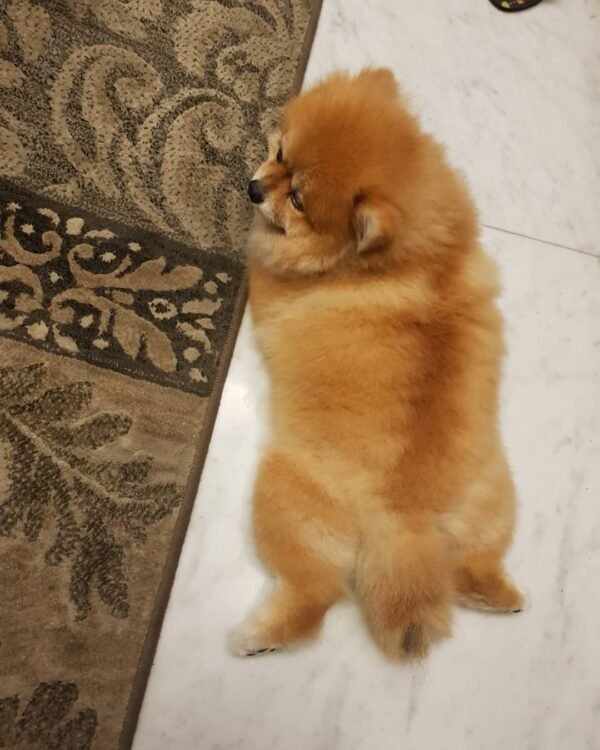 akc pomeranian puppies for sale