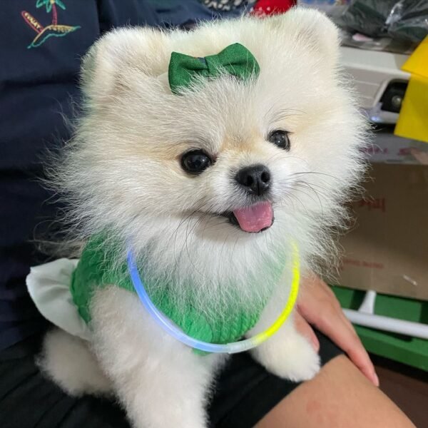 teacup pomeranian puppy for sale