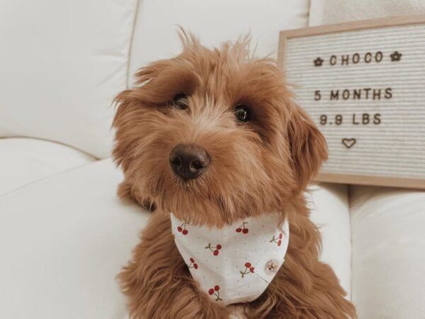 Miniature Goldendoodle Puppies for Sale