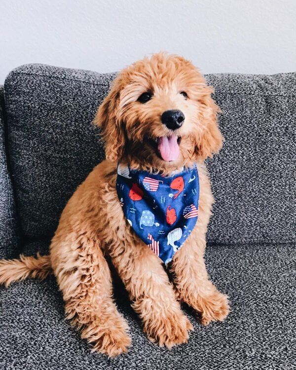 F2B Goldendoodle Puppies for Sale