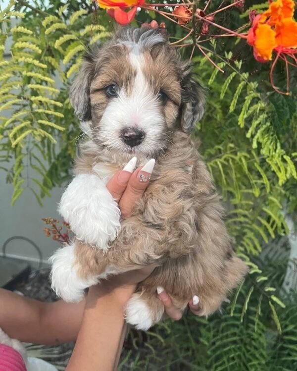 F2 Aussiedoodle Puppies for Sale