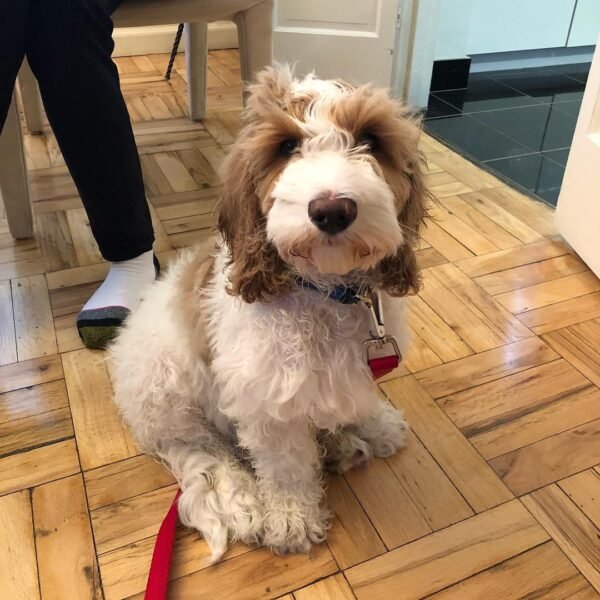 Australian Labradoodle Puppies for Sale Near Me