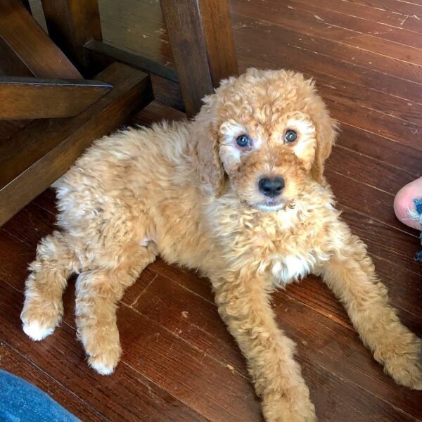 Toy Goldendoodle Puppies for Sale Near Me