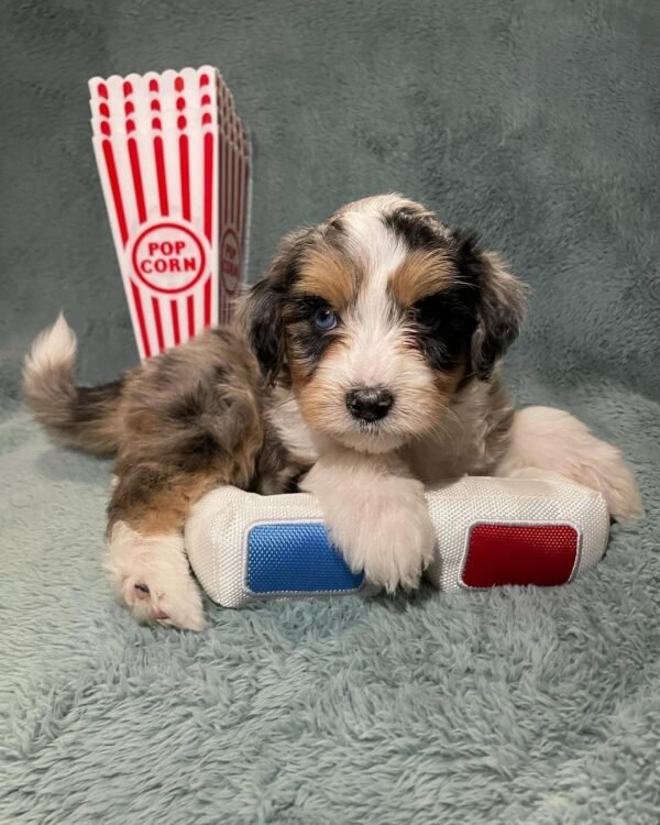 F1 Aussiedoodle Puppies for Sale
