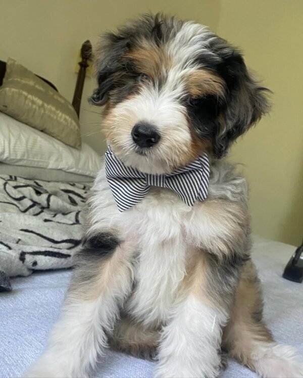 F1 Aussiedoodle Puppies for Sale