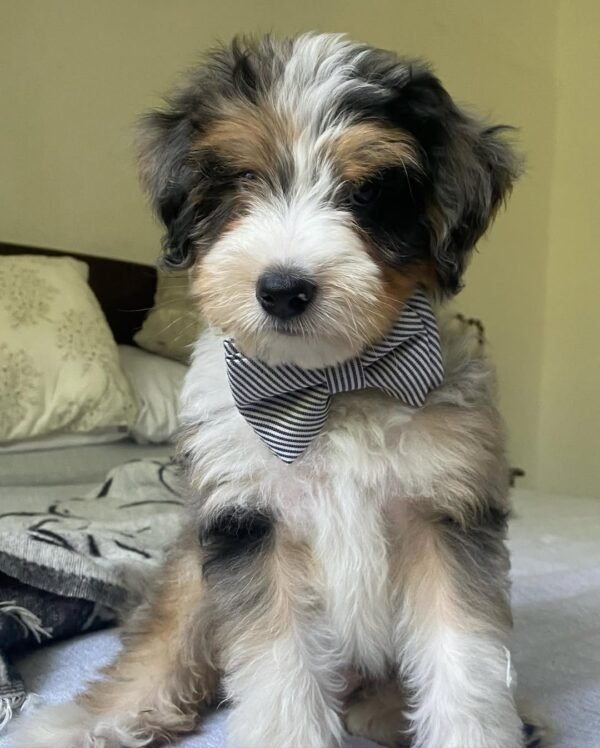 F1 Aussiedoodle Puppies for Sale