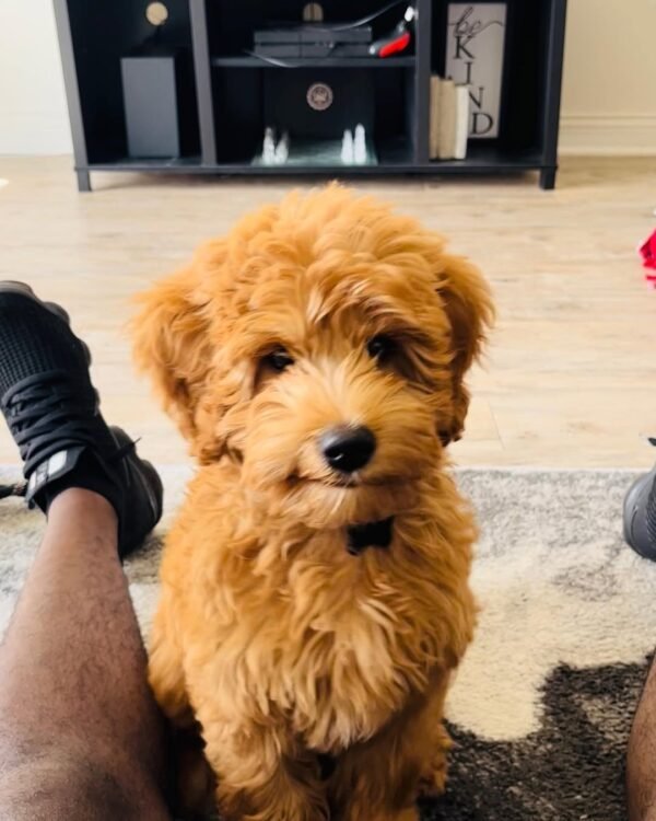 Australian Labradoodle Puppies for Sale