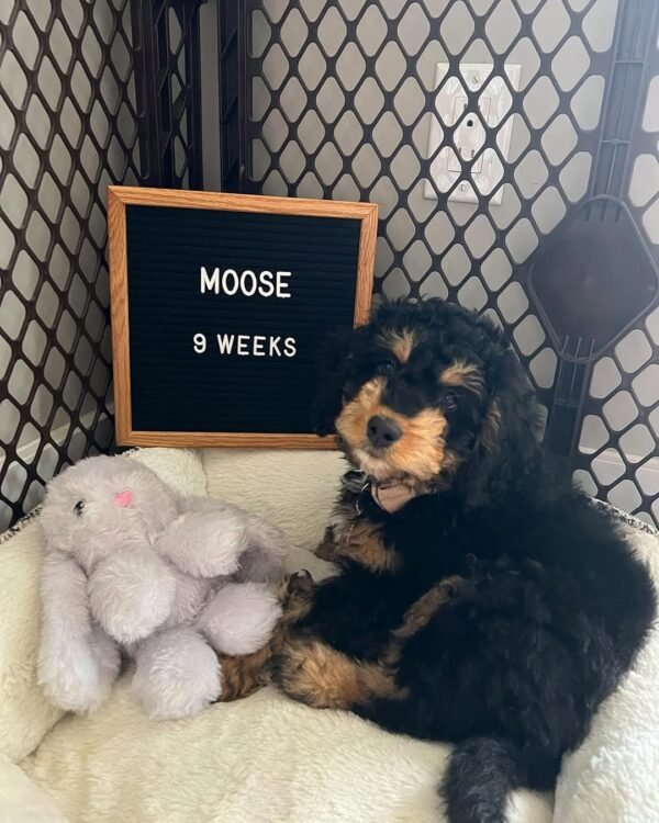 F3 Bernedoodle Puppies for Sale Near Me