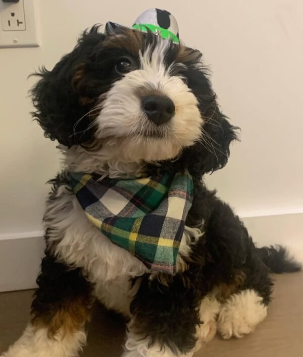 Newman, Male F1 Mini Bernedoodle - Image 4