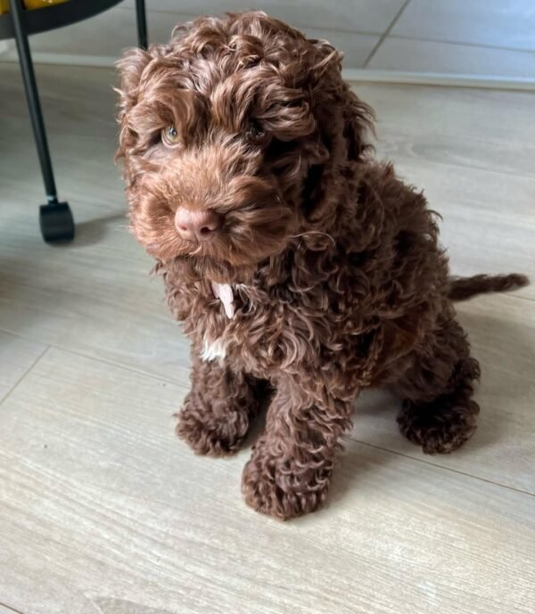Toy Cockapoo Puppies for Sale