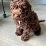 Toy Cockapoo Puppies for Sale