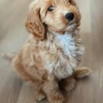 Blue Merle Cockapoo Puppies for Sale