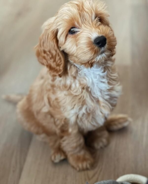 Blue Merle Cockapoo Puppies for Sale